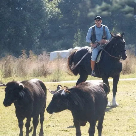 Domaine De Paguy Armagnac Floc De Gascogne Bordeaux Insolites Domaine De Paguy Armagnac Floc De Gascogne Bordeaux Insolites